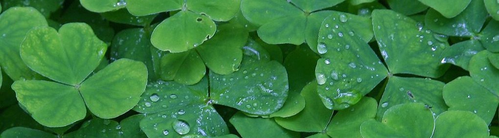 Medical Incinerator Medical Incinerator