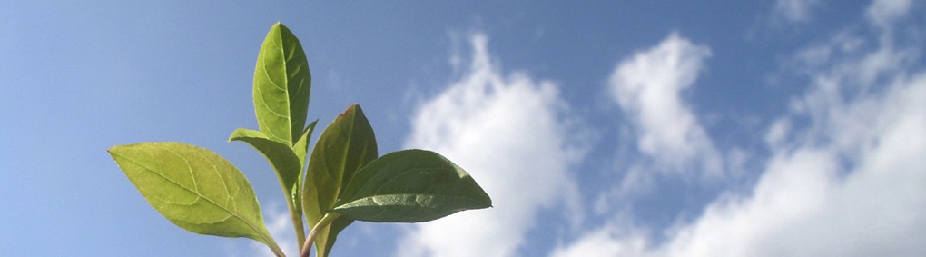 Medical Incinerator Medical Incinerator